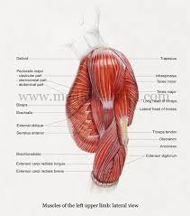 Start studying arm muscle diagram. Shoulder Anatomy Illustrations Healthy Shoulder Anatomy Shoulder Replacement Illustrations