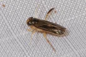 Image result for Trichoscypha silveirana