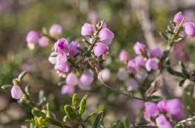 Image result for Muraltia