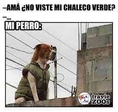 Me Da Mucha Pena Jefa Pero Tenia Frio El Milaneso Perros Memes Divertidos Fotos De Animales