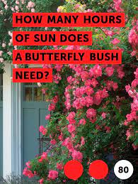 Learn How Many Hours Of Sun Does A Butterfly Bush Need How To Guides Tips And Tricks Butterfly Bush Summer Flowering Bulbs Strelitzia Plant