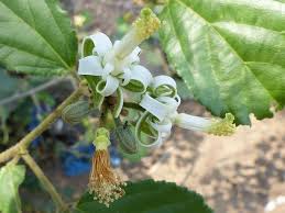 Image result for Grewia sulcata