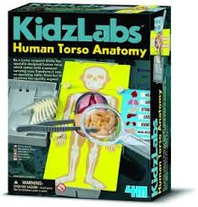Other articles where torso is discussed: 4m Kidz Labs Unisex Human Torso Anatomy Toy Buy Online Toys At Best Prices In Egypt Souq Com