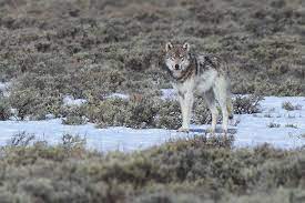 Wolves Of Yellowstone National Park Grey Wolf Wolf Photos Wolf Life