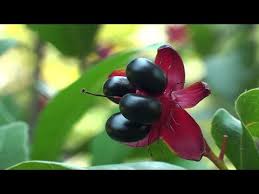Image result for Ochna afzelii