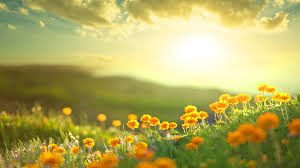 Dreamstime is the world`s largest stock photography community. Flower Sunshine Wallpapers Top Free Flower Sunshine Backgrounds Wallpaperaccess