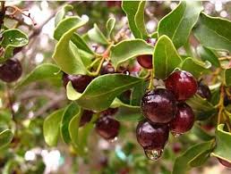 Image result for Euclea undulata