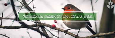 De l'automne au début du printemps, il consomme aussi beaucoup de baies et autres petits fruits. Nichoirs Et Mangeoires Pour Oiseaux Pour L Hiver Conseil Jardin Willemse