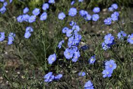 Image result for Linaceae