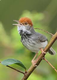 Bird With Spiky Hair Pin On Ovenbirds Prinias Cisticolas Ii
