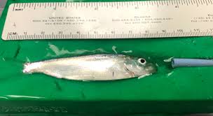 A Tiny Tag for an Untaggable Fish