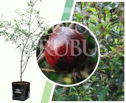 Manfaat buah delima yang pertama adalah menurunkan tensi. Bibit Delima Merah Manis Cocok Untuk Tabulampot Toko Trubus Official