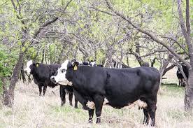 Top 10 Progressive Cattleman online stories of 2018