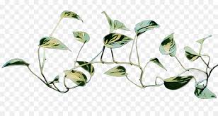 Scarica le risorse grafiche gratuite sotto forma di png, eps, ai o psd. Edera Del Diavolo Piante Rampicanti Edera Comune Pianta Da Fiori Scaricare Png Disegno Png Trasparente Foglia Png Scaricare