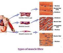 Pumping Organ The Heart Types Of Muscles Tissue Types Cardiac Muscle Cell