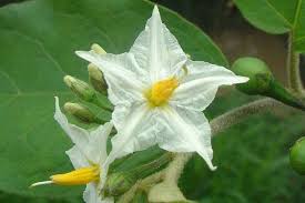 Image result for Solanum torvum
