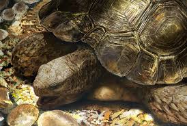 Image result for Megalochlamys revoluta