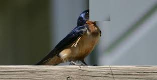 Dia ternampak 10 ekor burung sedang berehat di atas dahan dan dengan panats dia pun menembak soalan: Terkena Kotoran Burung Konsultasi Agama Dan Tanya Jawab Pendidikan Islam