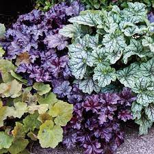 A list of perennials that do best in partial to mostly shade. Mixed Coral Bells 63006 Michigan Bulb Shade Plants Shade Perennials Coral Bells