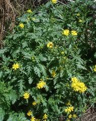 Image result for Bothriocline emilioides