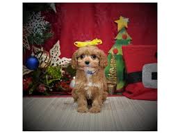Call the store for details and updated hours: Cavapoo Dog Female Apricot 2940251 Petland Dallas Tx