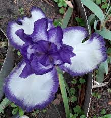906 n frazier st conroe , tx 77301 conroeblossomshop.com. Master Gardener Beautiful Iris Comes In A Rainbow Of Colors