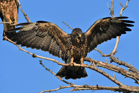 Atlanta hawks statistics and history. Hundreds Of Swainson S Hawks Dotted The Air Space Over Osgood Monday Morning East Idaho News