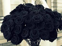 Beautiful Black Roses Black Rose Black Flowers Black Aesthetic