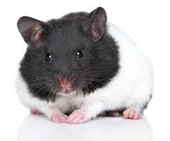 Black And White Syrian Hamster How To Take Care Of A Syrian Hamster Syrian Hamster Cute Hamsters Bear Hamster