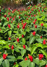 Image result for Costus