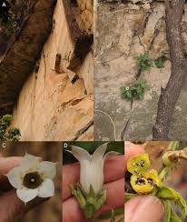 Image result for Pavetta sp. F