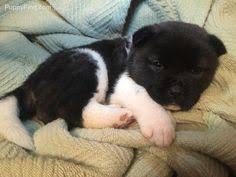 Akita for sale on craigslist. 11 Akita Puppies For Sale Ideas Akita Puppies Akita Puppies For Sale Puppies For Sale