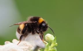 Male bees will also sleep outside, after they leave the nest. Bumble Bees Could Vanish Forever Within A Few Decades