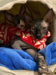 Feed your sphynx cat often. Nicely Naked Sphynx Home Facebook
