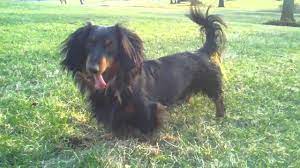 Male miniature dachshund puppies 1 x black and tan short haired available from litter of four 1 x chocolate and tan short haired now reserved. Long Haired Black And Tan Dachshund Youtube