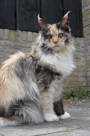 Well, with a gorgeous coat made up of white to start our guide to calico cat names, here are cool, unique ways to recognize the cat's distinct appearance through a name. Pin On Animals But Mostly Cats 3