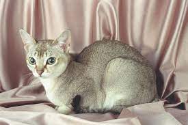 This Is The Kind Of Cat I Want To Get It S A Singapura Small Cat Breeds Singapura Cat Rare Cat Breeds