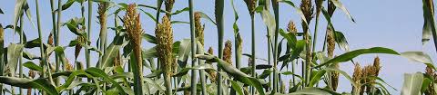 Image result for Sorghum