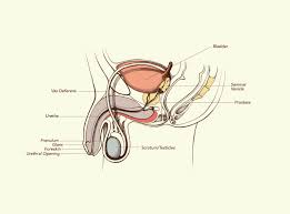 The male reproductive anatomy includes the bladder, epididymis, penis, scrotum, and prostate the following is an overview of the male reproductive anatomy: Male Anatomy Everything You Need To Know Penis Teen Vogue