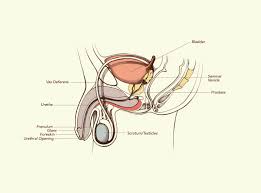 At the level of the pelvic bones, the abdomen. Male Anatomy Everything You Need To Know Penis Teen Vogue