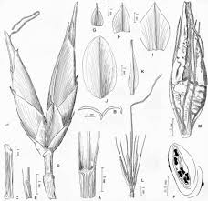 Image result for Rhynchospora corymbosa