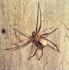 The natives land act passed in 1913 restricted. 9 Of The World S Deadliest Spiders Britannica
