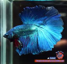 Pin On Betta Fish