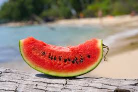 Meerschweinchen Mit Wassermelone Futtern Wissenswertes Zur Nahrung Des Haustiers