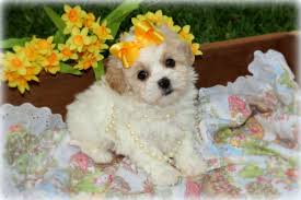 We did not find results for: Shih Poo Puppies For Sale In Louisiana Princess Puppies