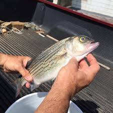 Guidelines For Eating Fish From Georgia Waters 2020
