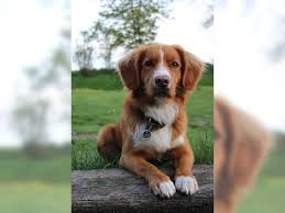 Tollers are intelligent, eager to please, alert, and energetic. Deckrude Reinrassiger Nova Hamburg Harburg Haustier Anzeiger