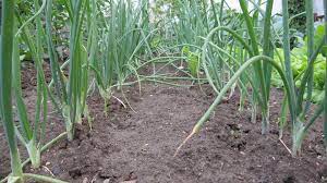 Otherwise, the leaves may rot and the bulbs won't grow as large. How Far Apart To Plant Onions Spacing Tips And Tricks Properly Rooted
