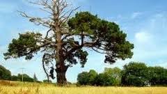 Venit lunar net, minim 1000 lei. Pot Obtine Un Credit Daca Am O Perioada De Intrerupere Pe Cartea De Munca