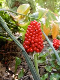 In 1789, antoine laurent de jussieu classified all climbing aroids as pothos and all terrestrial aroids as either arum or dracontium in his book familles des plantes. Green Dragon Arisaema Dracontium Leaf Plant Flower And Flickr